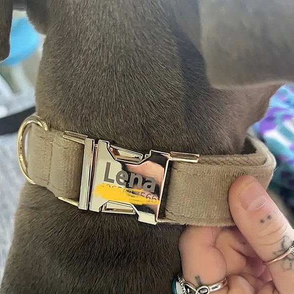♥︎ Personally Engraved Premium Velvet Dog Collar ♥︎ - Picture 5 of 8